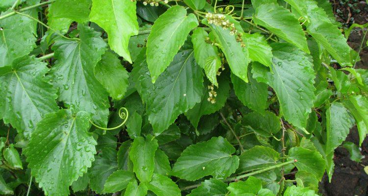 Gouania vitifolia