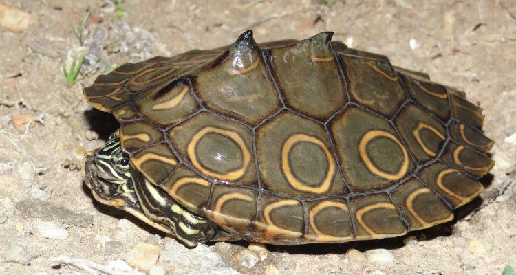 Graptemys oculifera
