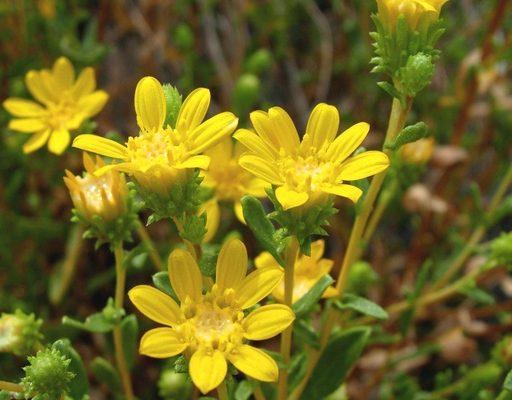 Grindelia fraxinipratensis