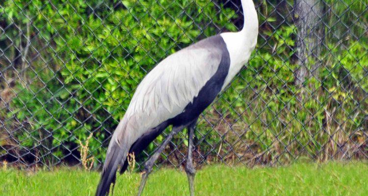 Grus canadensis pulla