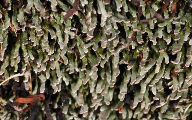 Gymnoderma lineare