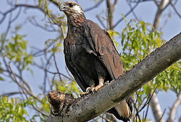 Haliaeetus vociferoides