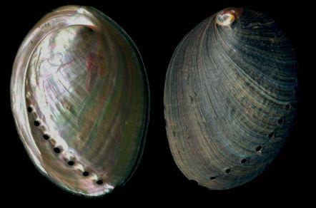 Haliotis cracherodii