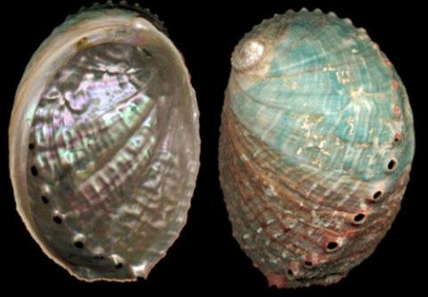 Haliotis sorenseni