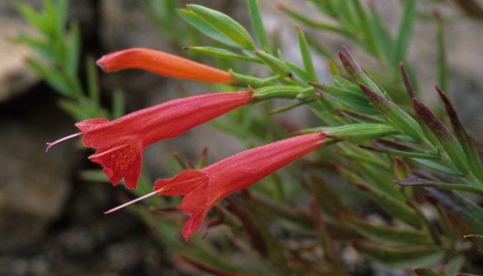 Hedeoma todsenii