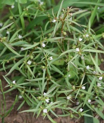 Hedyotis mannii