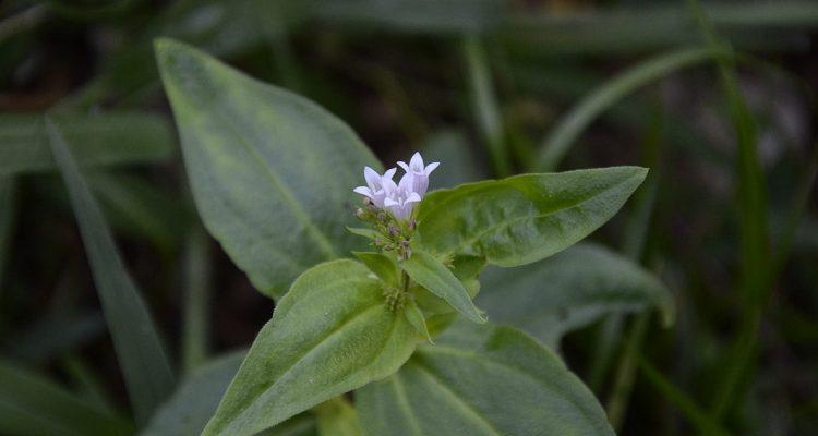 Hedyotis purpurea var. montana