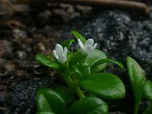 Hedyotis schlechtendahliana var. remyi