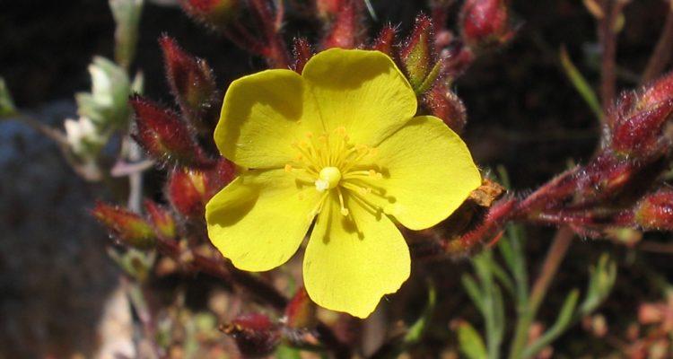 Helianthemum greenei