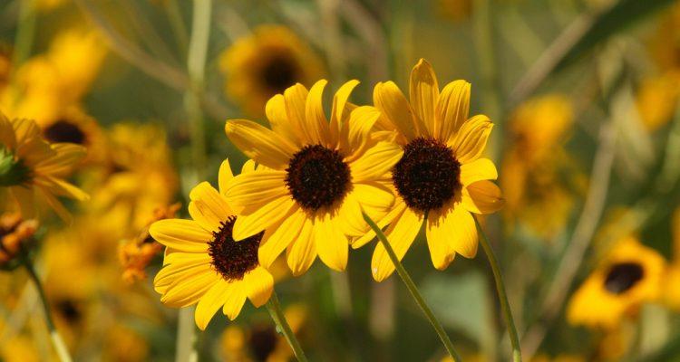 Helianthus paradoxus