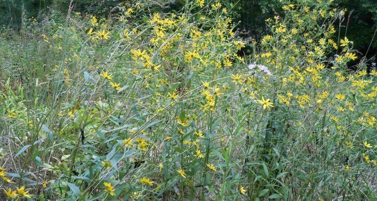 Helianthus schweinitzii