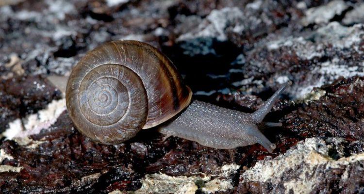 Helminthoglypta walkeriana
