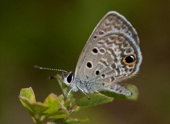 Hemiargus ceraunus antibubastus