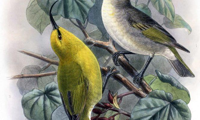 Hemignathus hanapepe