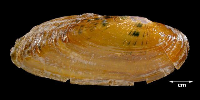 Hemistena lata