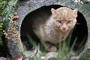 Herpailurus (=Felis) yagouaroundi cacomitli