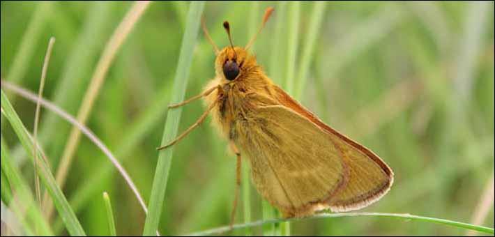 Hesperia dacotae
