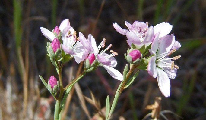 Hesperolinon congestum