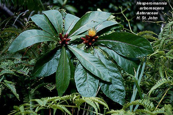 Hesperomannia arborescens