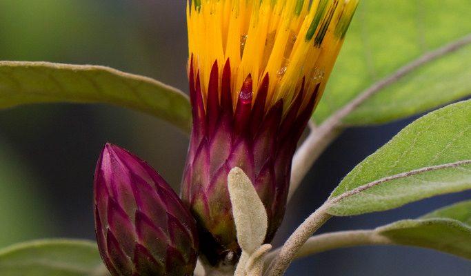 Hesperomannia arbuscula