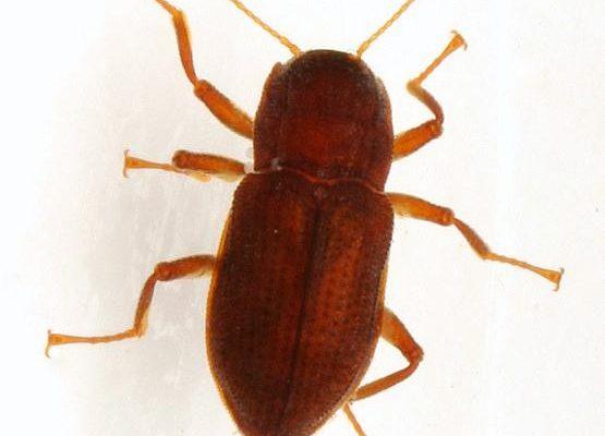 Heterelmis comalensis