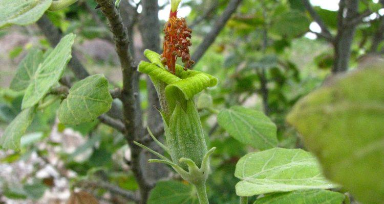 Hibiscadelphus distans