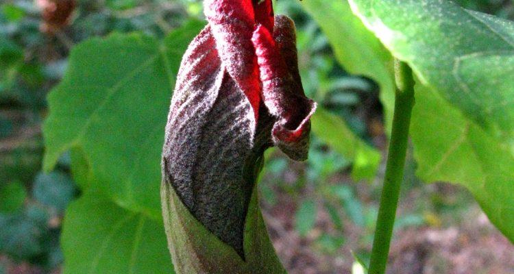 Hibiscadelphus giffardianus