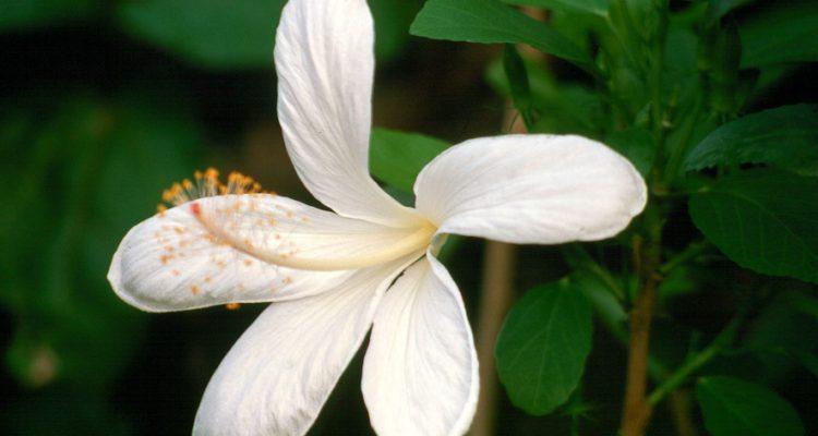 Hibiscus arnottianus ssp. immaculatus