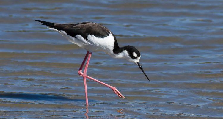 Himantopus mexicanus knudseni
