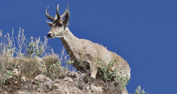 Hippocamelus antisensis