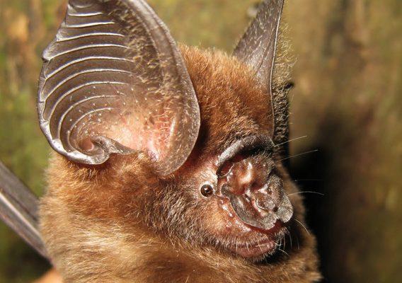 Hipposideros ridleyi