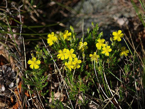 Hudsonia montana