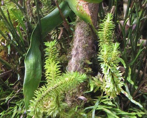 Huperzia nutans