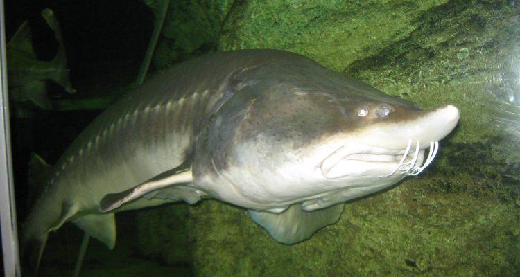 Huso dauricus