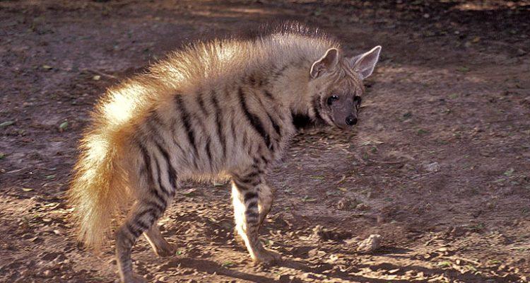 Hyaena hyaena barbara