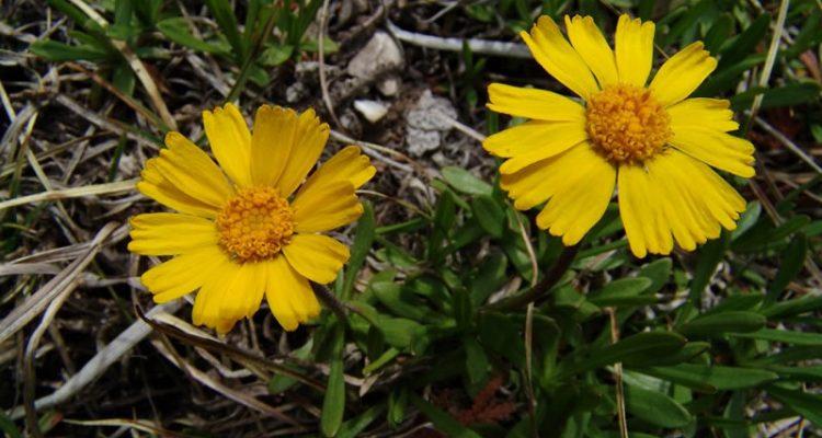 Hymenoxys herbacea