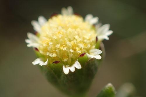 Hymenoxys texana
