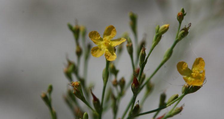 Hypericum cumulicola