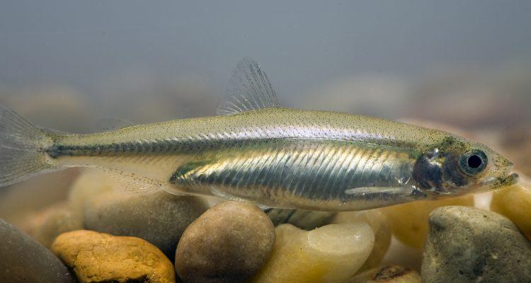 Hypomesus transpacificus