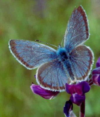 Icaricia icarioides fenderi