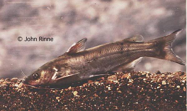 Ictalurus pricei