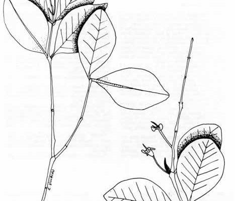 Ilex sintenisii