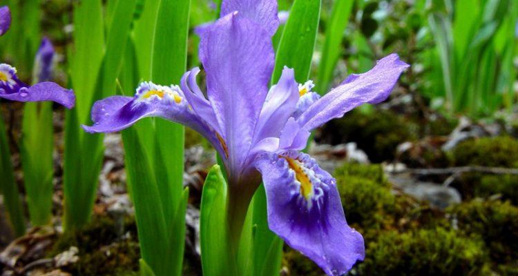 Iris lacustris