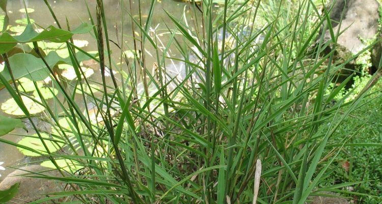 Ischaemum byrone