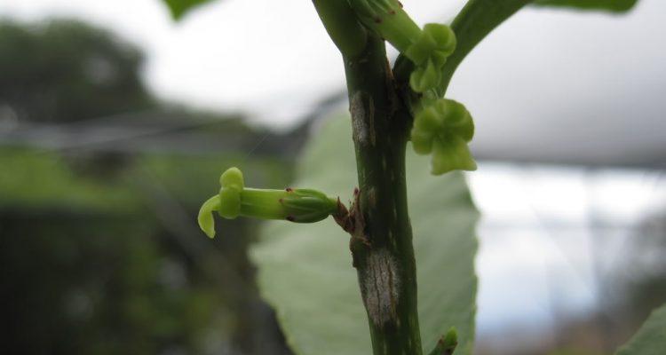 Isodendrion laurifolium