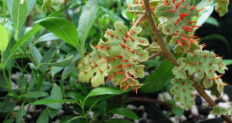 Isodendrion pyrifolium