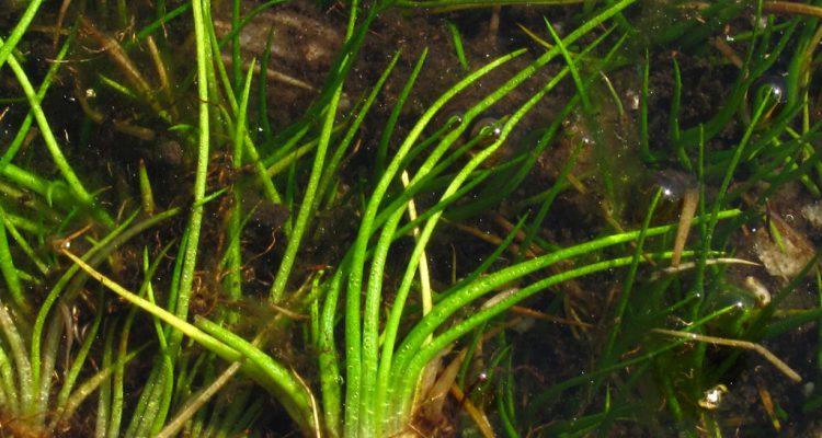 Isoetes tegetiformans