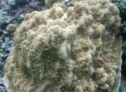 Isopora crateriformis