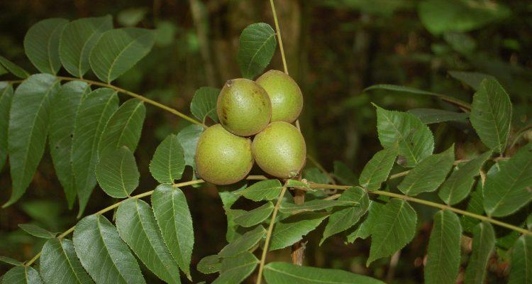 Juglans jamaicensis