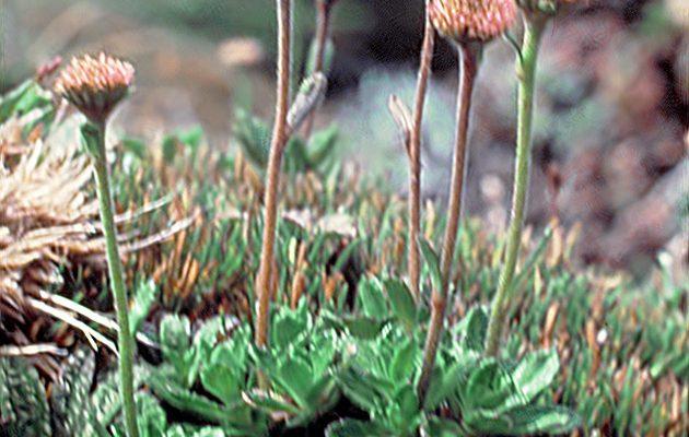 Keysseria (=Lagenifera) helenae